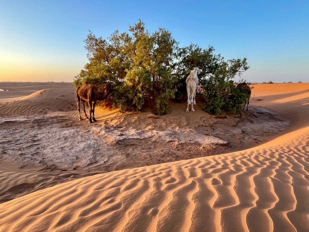 Circuit 3 Jours Départ Marrakech : Erg Chegaga en 4×4